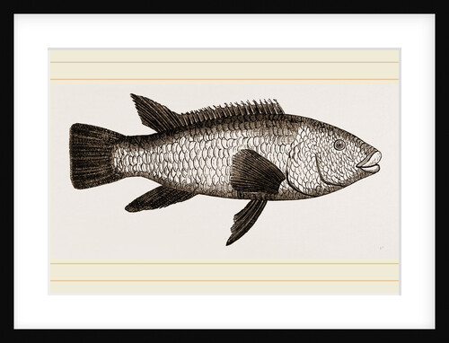 Ballan Wrasse by Anonymous