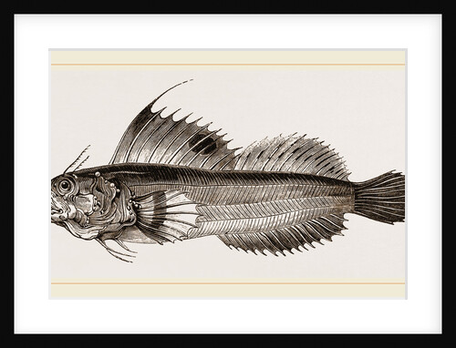 Butterfly-fish by Anonymous