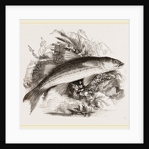 Grey Mullet by Anonymous