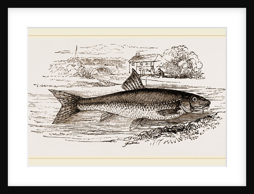 Gudgeon by Anonymous