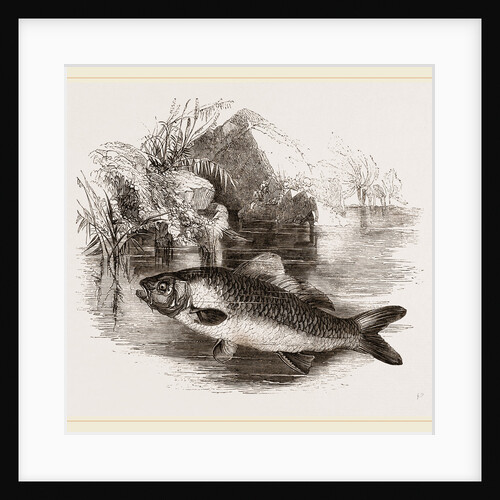 Carp by Anonymous