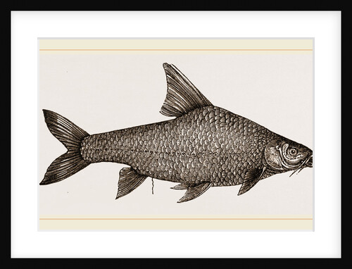 Barbel by Anonymous