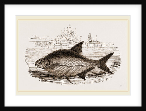 Bream by Anonymous