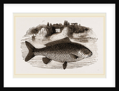 Carp by Anonymous