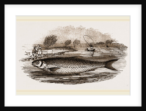 Dace by Anonymous