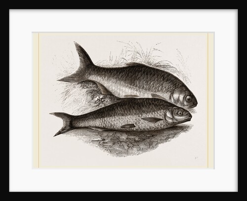 Dace and Roach by Anonymous