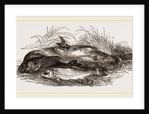 Group of Fish by Anonymous
