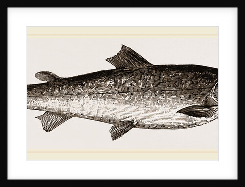 Salmon by Anonymous