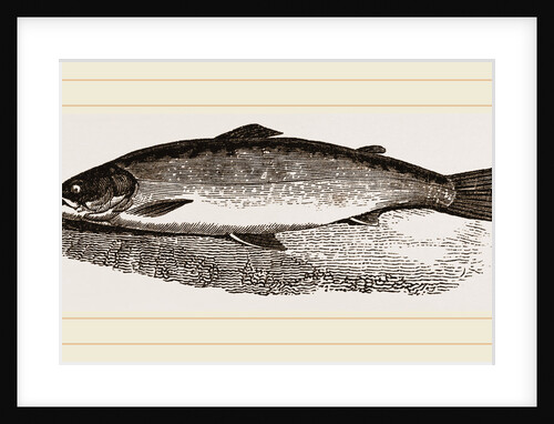 Salmon by Anonymous