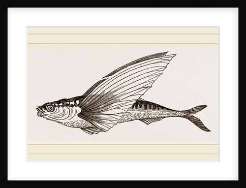 Flying-fish by Anonymous