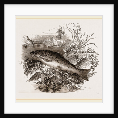 Trout by Anonymous