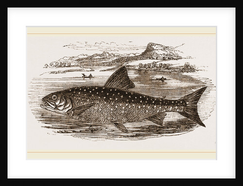 Great Grey Trout by Anonymous