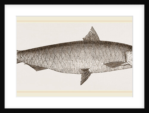 Pilchard by Anonymous