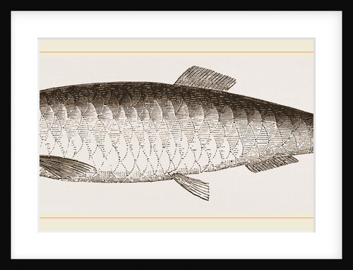Herring by Anonymous