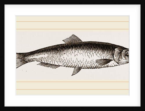 Sprat by Anonymous