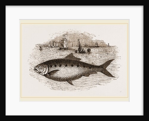 Twaite Shad or Twait Shad is a species of fish in the Clupeidae family by Anonymous