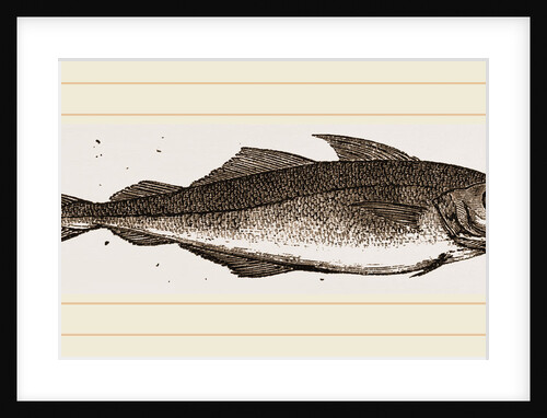 Whiting by Anonymous