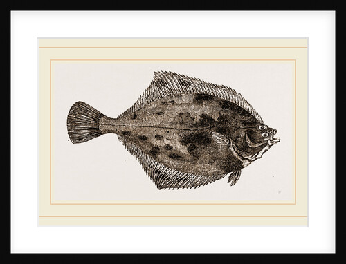 Flounder by Anonymous