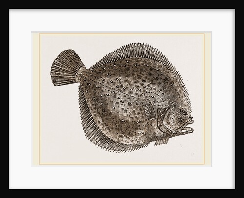 Turbot by Anonymous