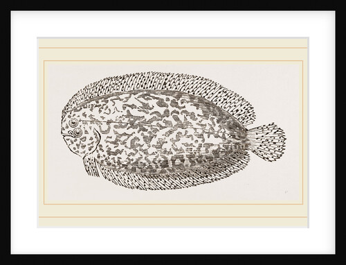Marbled Sole by Anonymous