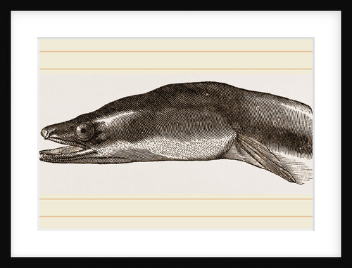 Head of Eel by Anonymous