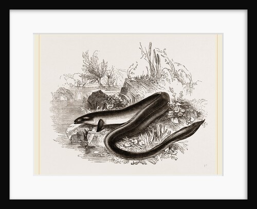 Sharp nosed Eel by Anonymous