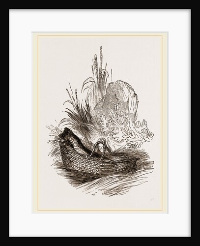 Thames Trout in basket by Anonymous