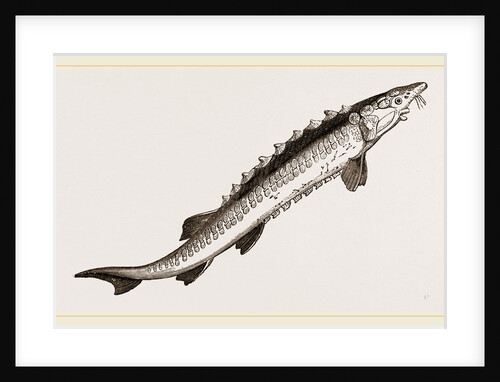 Beluga Sturgeon by Anonymous
