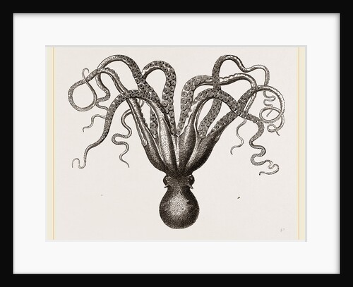 Common Cuttle-fish by Anonymous