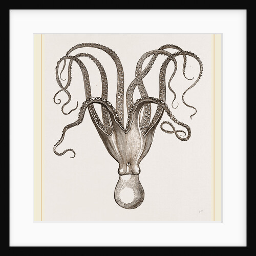 Cuttle-fish by Anonymous