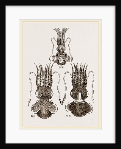 Common and Short-armed Sepiolas by Anonymous