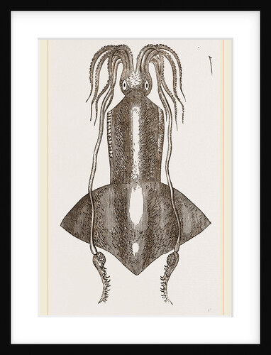 Banks's Onychoteuthis by Anonymous