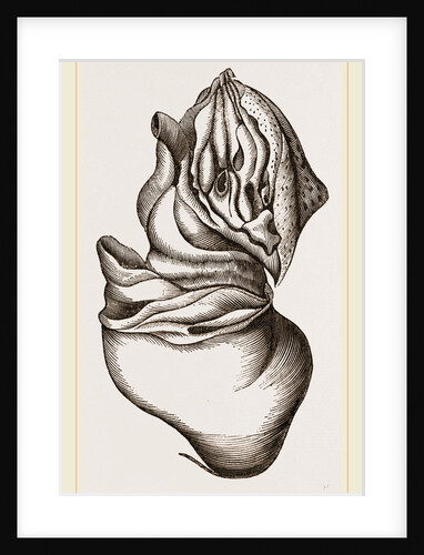 Nautilus from Rhumphius by Anonymous