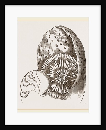 Nautilus from Denys de Montford by Anonymous