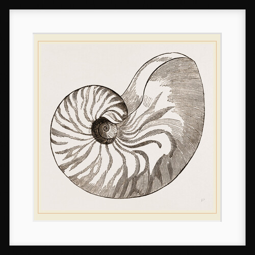 Shell of Umbilicated Nautilus by Anonymous