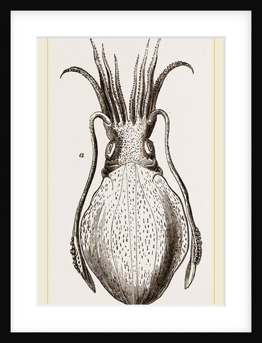 Officinal Cuttle-fish by Anonymous