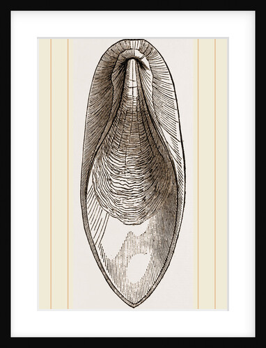 Internal Shell of Cuttle-fish by Anonymous