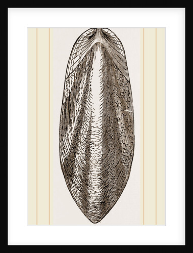 Internal Shell of Cuttle-fish by Anonymous