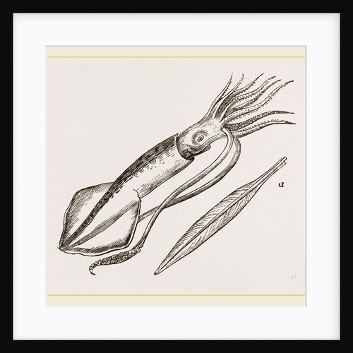 Common Calamary by Anonymous