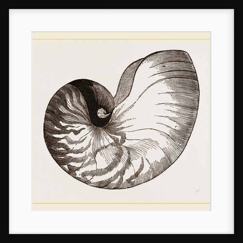 Shell of Pearly Nautilus by Anonymous