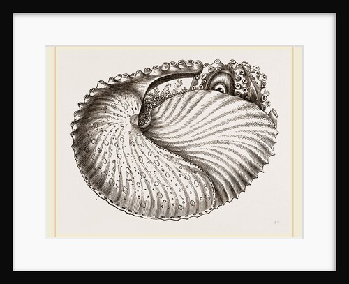 Arognaut in its shell by Anonymous
