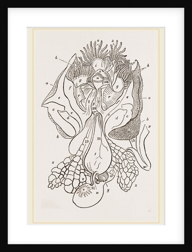 Structure of Nautilus by Anonymous