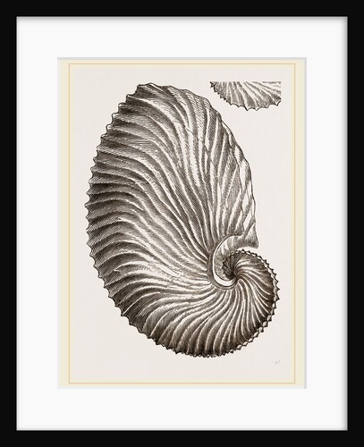 Shell of Argonaut by Anonymous
