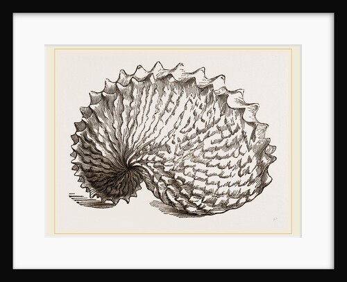 Shell of Tuberculous Argonaut by Anonymous
