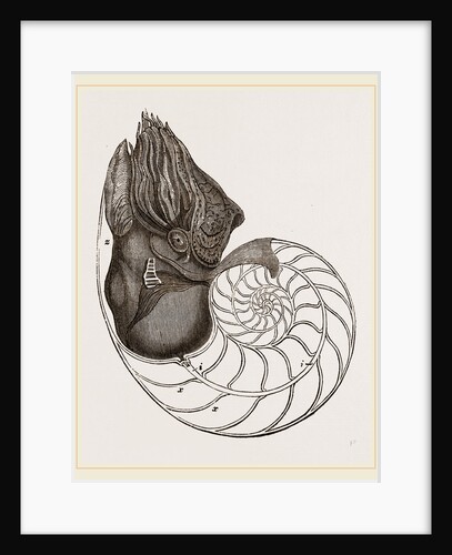 Pearly Nautilus by Anonymous
