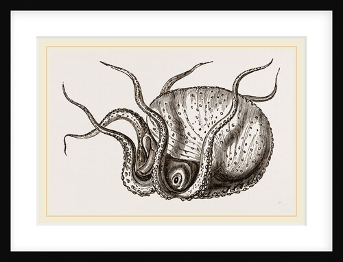 Argonaut moving on its head by Anonymous