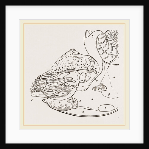 Structure of Nautilus by Anonymous