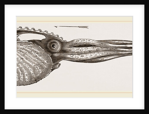 Argonaut swimming by Anonymous