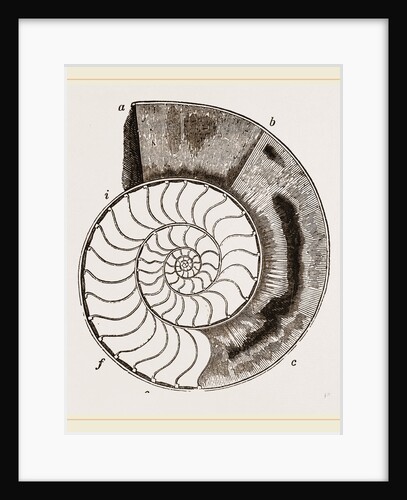 Shell of Ammonite by Anonymous