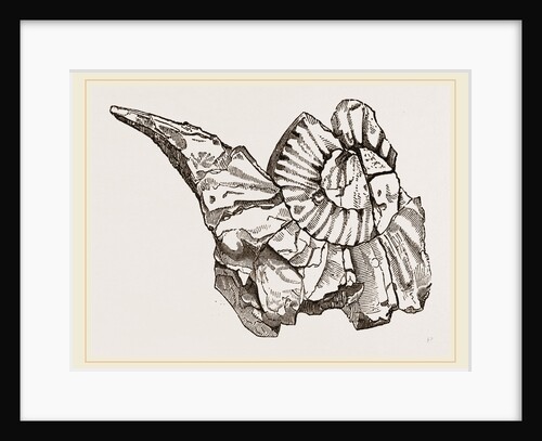 Beaked Ammonite by Anonymous